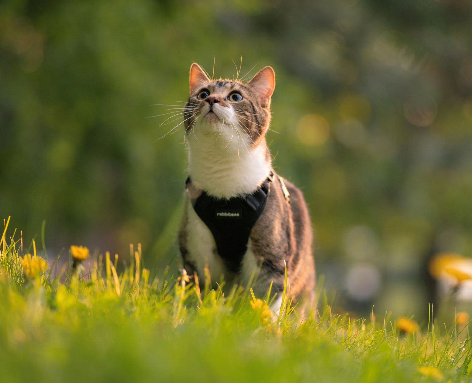 For cat